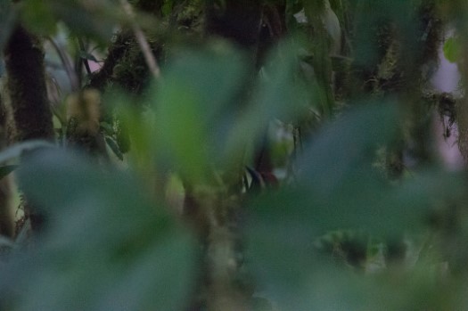 Crimson-bellied Woodpecker at Recinto 23 de Junio